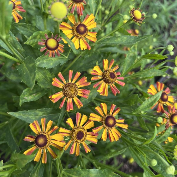 Helenium x 'Loysder Wieck' (Sneezeweed)