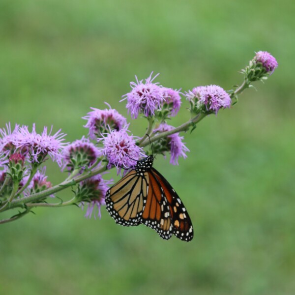 Liatris ligulistylis (Meadow Blazing Star)