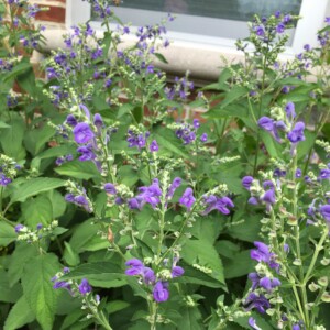 Scutellaria incana (Downy Skullcap)