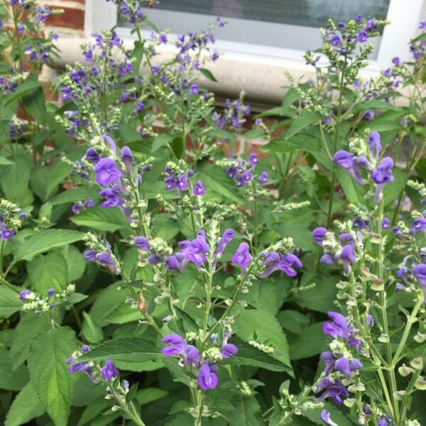 Scutellaria incana (Downy Skullcap)