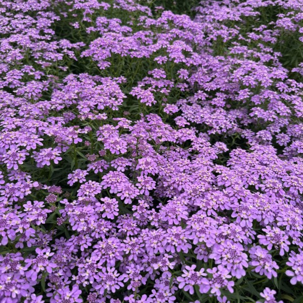 Iberis x Mermaid Lavender ‘IBSZ0007’ (Candytuft)