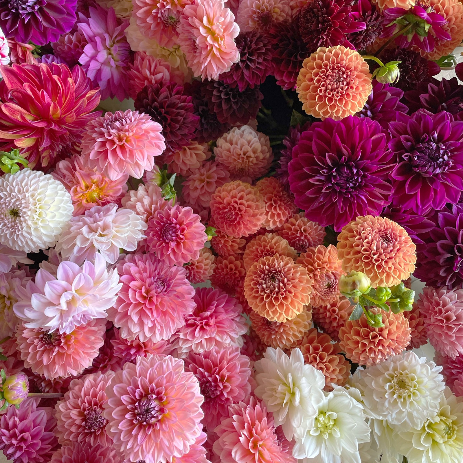 Dahlia Fest 2024 Pre Order Cavano S Perennials Dahlia Fest 2024 Pre Order Cavano S Perennials