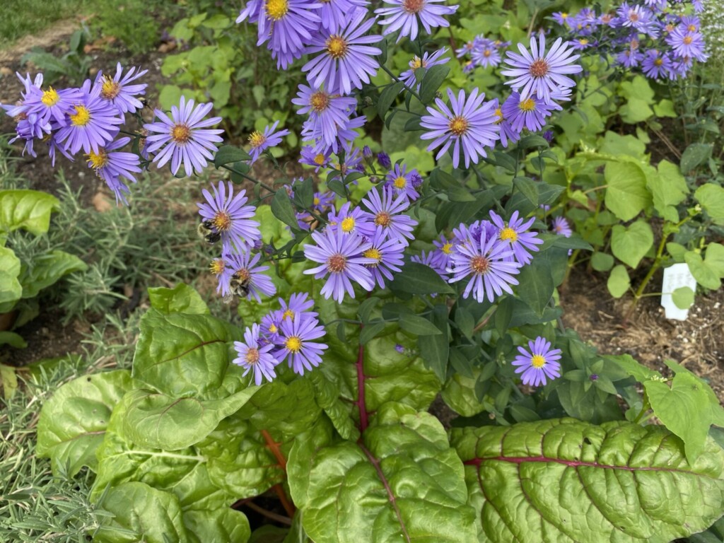 blue flowers 