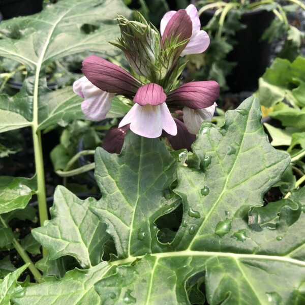 Acanthus hungaricus 'White Lips' (Bear's Breeches)