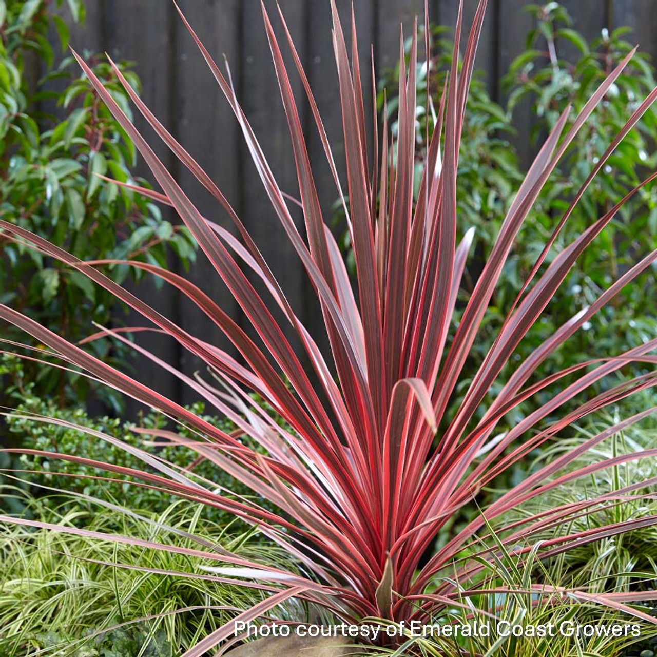 Cordyline australis ‘Charlie Boy’