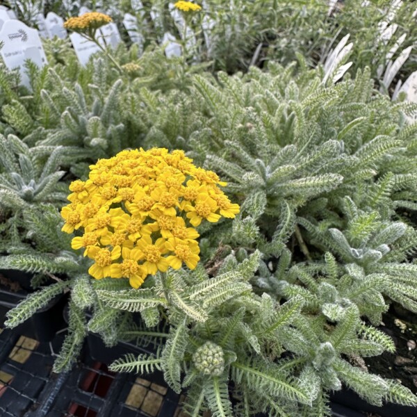 Achillea tomentosa (Woolly Yarrow)