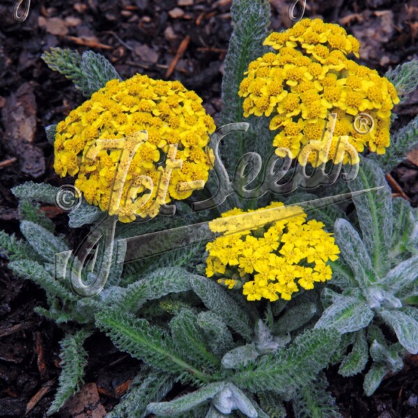 Achillea tomentosa (Woolly Yarrow)