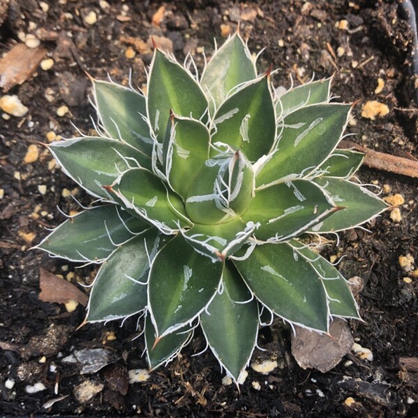 Agave schidigera ‘Black Widow’ (Century Plant) - Image 2