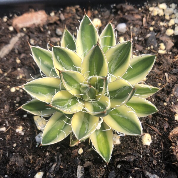 Agave schidigera ‘Royal Flush’ (Century Plant) - Image 2