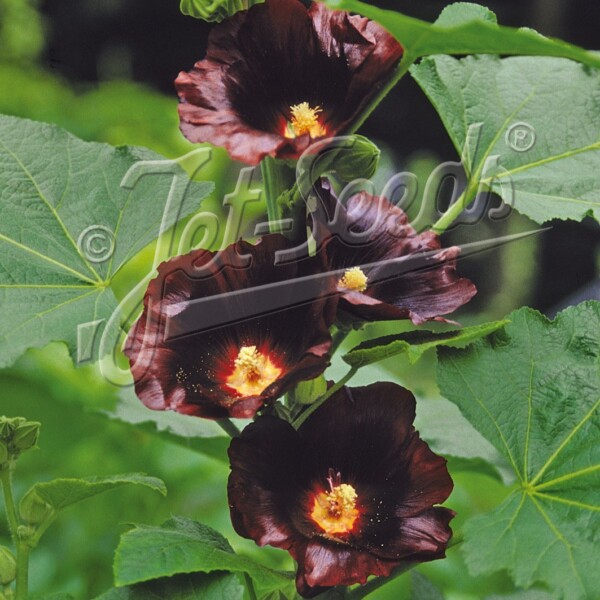 Alcea rosea ‘Blacknight’ (Hollyhock)