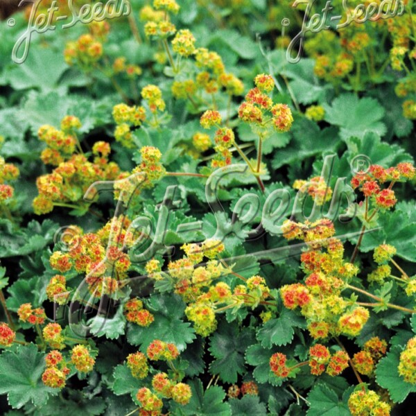 Alchemilla erythropoda (Dwarf Lady’s Mantle)