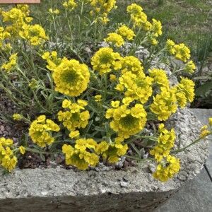Alyssum montanum ‘Luna’ (Madwort)