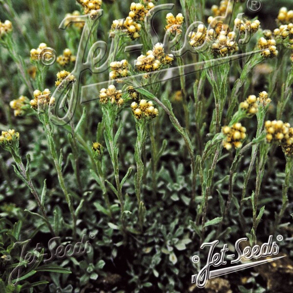 Anaphalis alpicola (Pearly Everlasting)