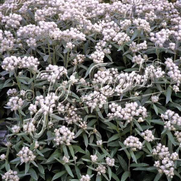 Anaphalis triplinervis (Pearly Everlasting)