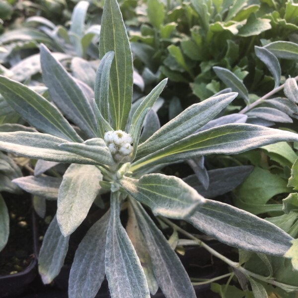 Anaphalis triplinervis (Pearly Everlasting) - Image 2