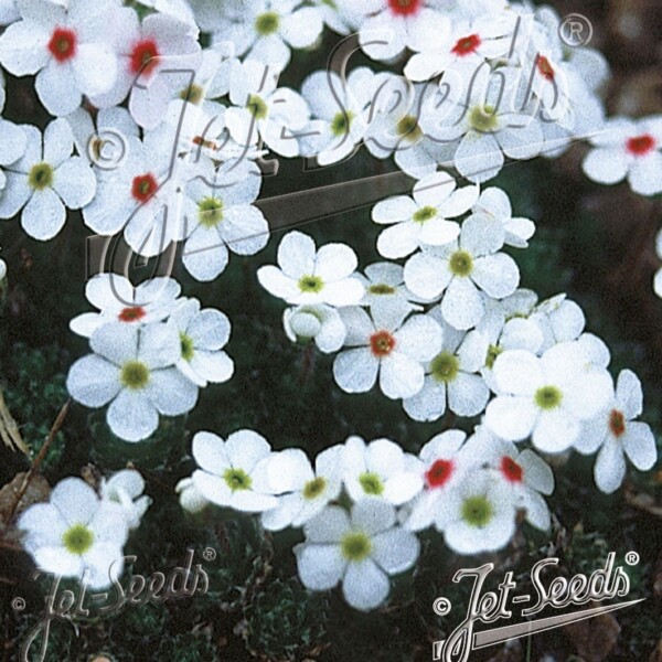 Androsace villosa (Rock Jasmine)