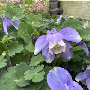 Aquilegia flabellata var. pumila (Columbine)