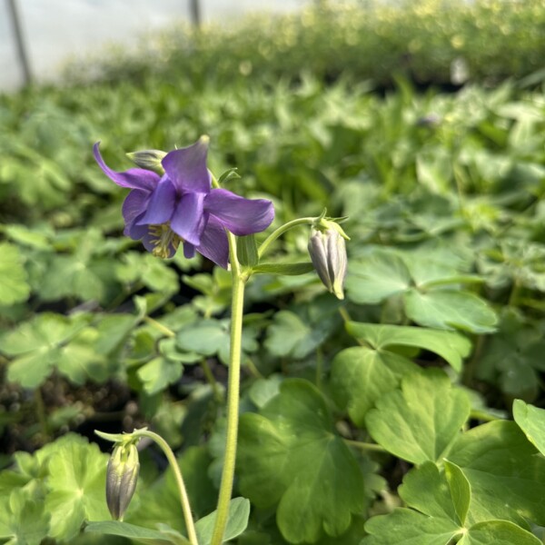 Aquilegia nevadensis (Columbine)