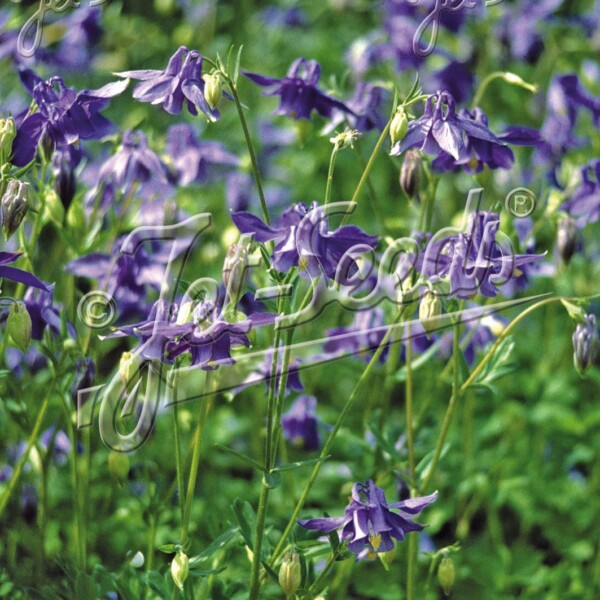 Aquilegia nevadensis (Columbine)