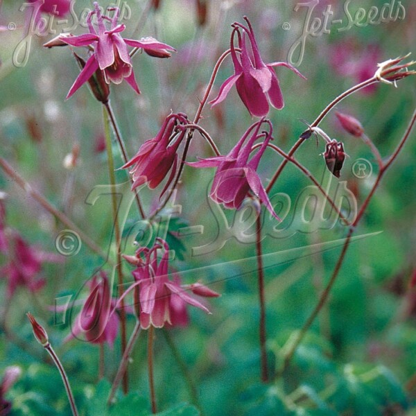 Aquilegia rockii (Columbine)