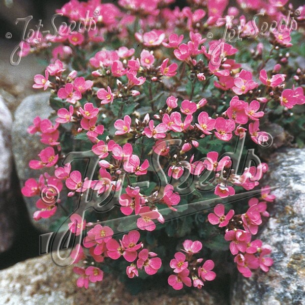 Arabis x arendsii ‘Compinkie’ (Rock Cress)