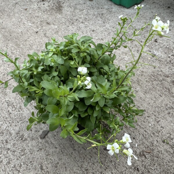 Arabis procurrens ‘Glacier’ (Rock Cress)