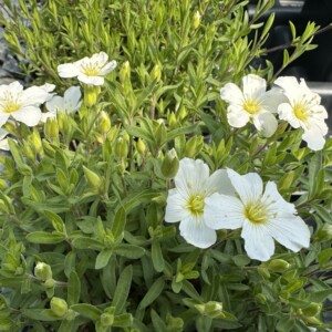 Arenaria montana (Sandwort)