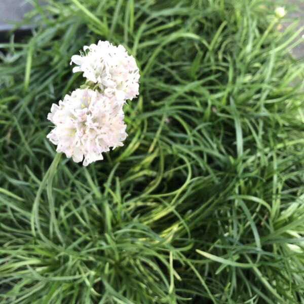 Armeria maritima ‘Alba’ (Sea Thrift)