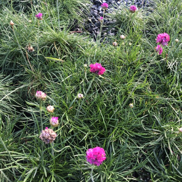 Armeria maritima ‘Splendens’ (Sea Thrift)