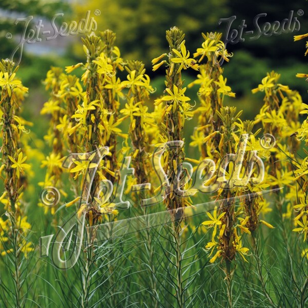 Asphodeline lutea (King’s Spear)