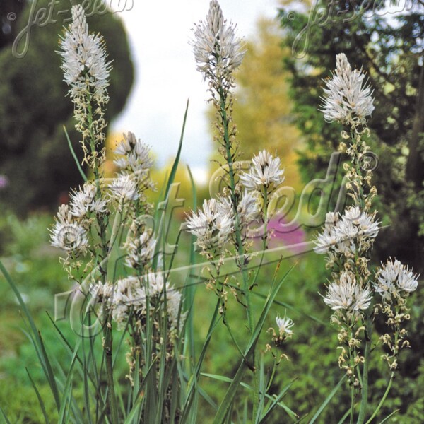 Asphodelus albus (White Asphodel)