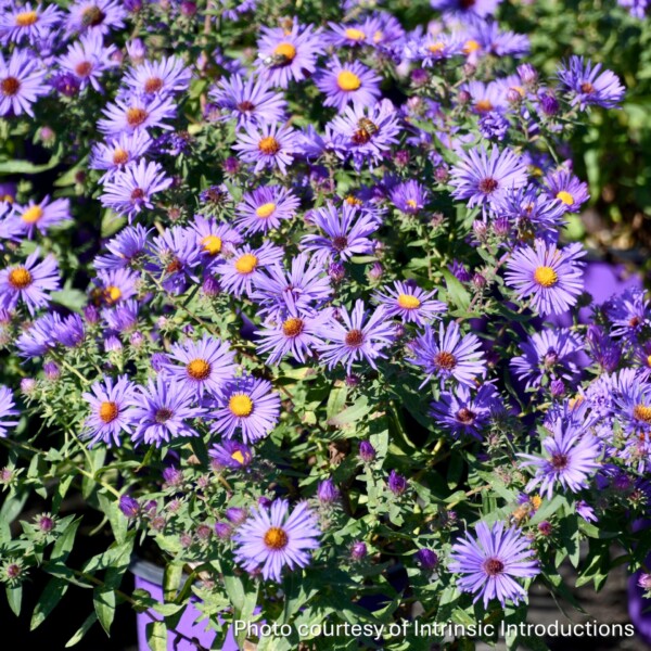 Aster x ‘Thunderdome’ (Aster)