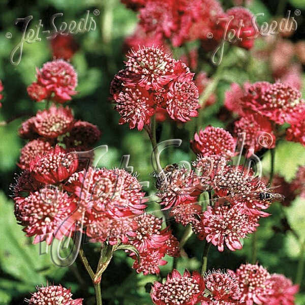 Astrantia major ‘Primadonna’ (Masterwort)