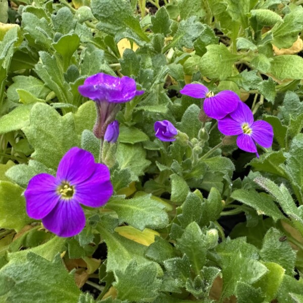 Aubrieta x ‘Purple Cascade’ (Rock Cress)