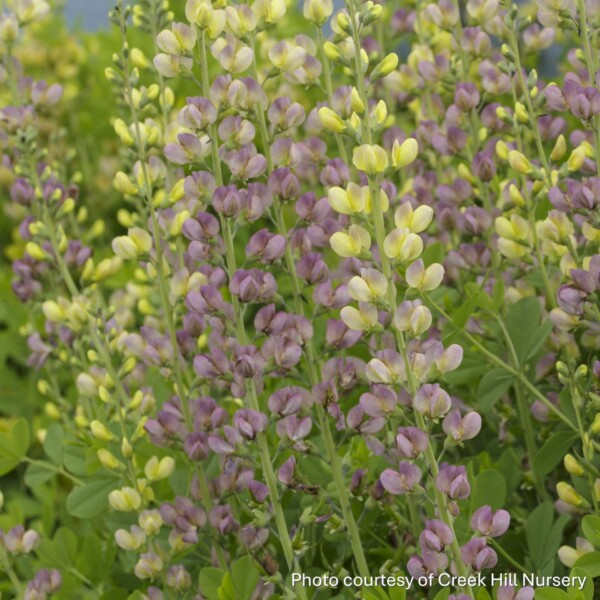 Baptisia x Aurora ‘B247’ (False Indigo)