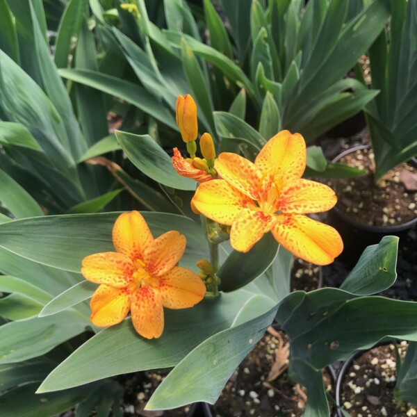 Belamcanda chinensis ‘Freckle Face’ (Blackberry Lily)