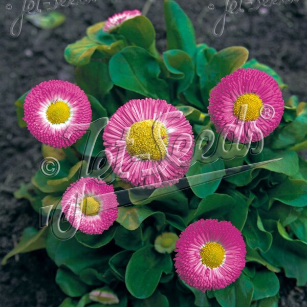 Bellis perennis ‘Carmine Rose’ (English Daisy) - Image 2