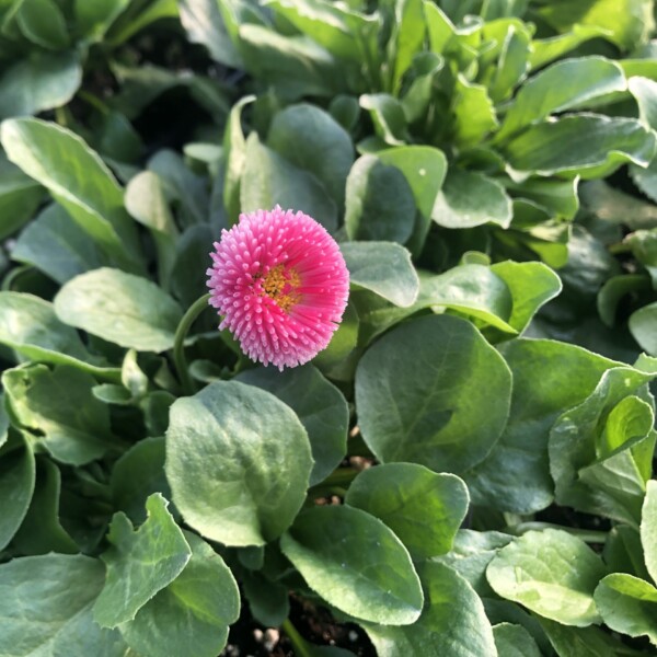 Bellis perennis ‘Carmine Rose’ (English Daisy)