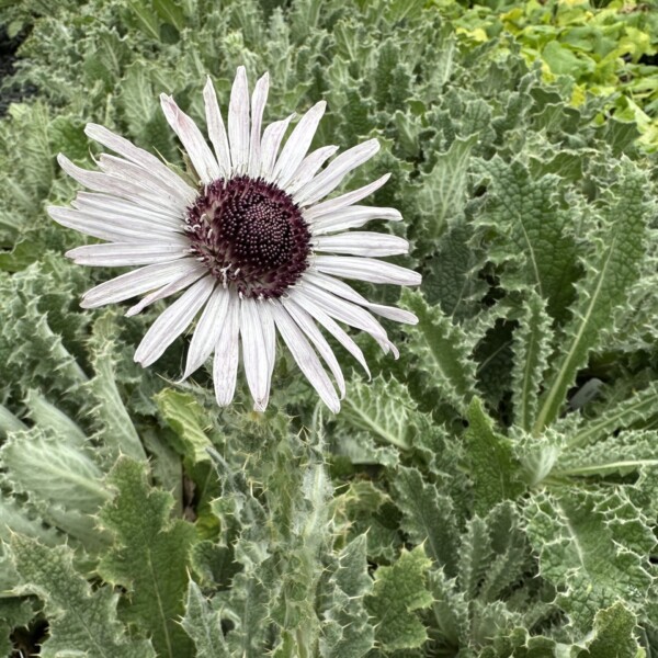 Berkheya purpurea (Purple Berkheya)