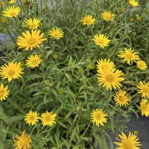 Buphthalmum salicifolium (Willowleaf Ox-eye)