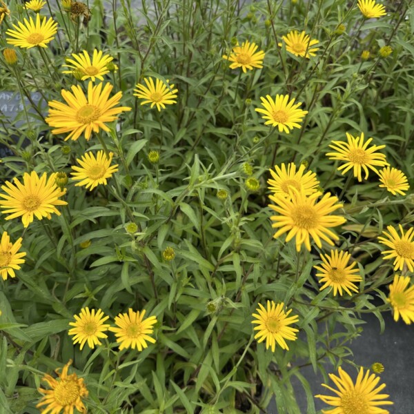 Buphthalmum salicifolium (Willowleaf Ox-eye)