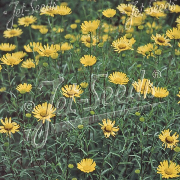 Buphthalmum salicifolium (Willowleaf Ox-eye)