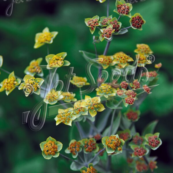 Bupleurum longifolium ‘Bronze Beauty’ (Hare’s Ear)