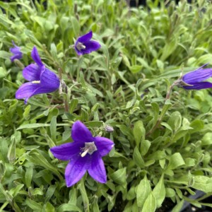 Campanula aucheri (Bellflower)