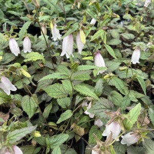 Campanula punctata 'Silver Bells' (Spotted Bellflower)
