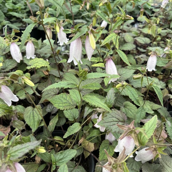 Campanula punctata 'Silver Bells' (Spotted Bellflower)