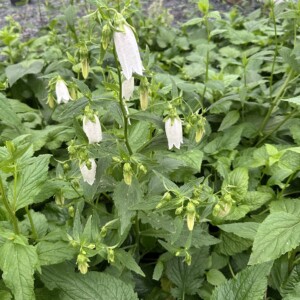 Campanula takesimana (Korean Bellflower)