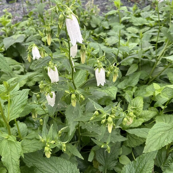 Campanula takesimana (Korean Bellflower)