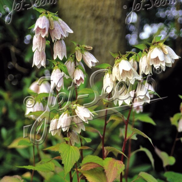 Campanula takesimana (Korean Bellflower)