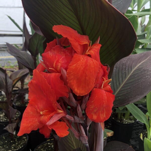 Canna x ‘Cleopatra Red’